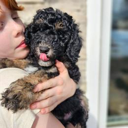 Euphrates - Phantom male Bernedoodle puppy in Marshall, Michigan from Whispering Aspen Homestead
