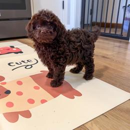 Hawk - Brown male Cavapoo puppy in Beresford, South Dakota from DAKOTA DOOD RANCH