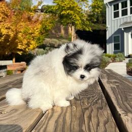 Pomeranians from Bay Area Designer Poms