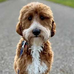 Goldendoodles from Mini Doodles Dandy