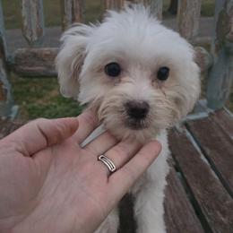 Valer - Cream male Maltipoo puppy in Lebanon, Kentucky from Mosaic Merle Doodles