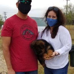 German Shepherd Puppies from Big Red Texas German Shepherds Ranch