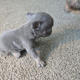 French Bulldog Puppies from FrenchKiss Frenchies