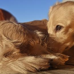 Thor - Dachshund