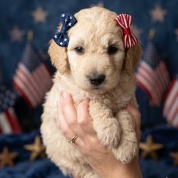 Meil - Cream female Goldendoodle puppy in Clifton, Arizona from Denim & Doodles