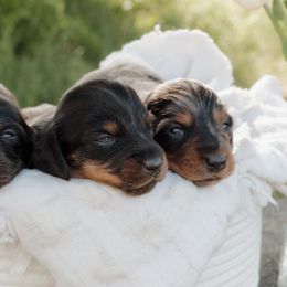 Dachshund Puppies from McQueen farms