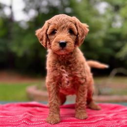 Gandalf - Red  male Goldendoodle puppy in Pittsburg, Texas from Grace Springs Goldendoodles