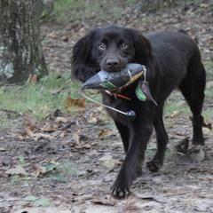 Boykin Spaniels from Blue Creek Boykins