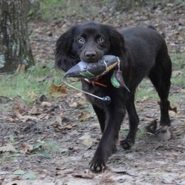 Boykin Spaniels from Blue Creek Boykins