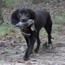 Boykin Spaniels from Blue Creek Boykins