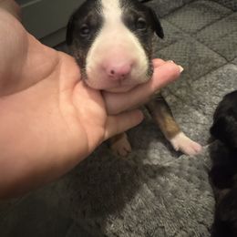 Sherry - Black brindle and white female Bull Terrier puppy in Jasper, Indiana from Beautiful Bullies