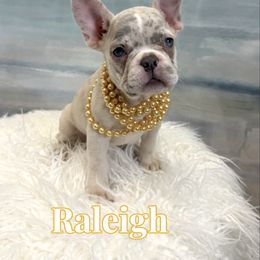 Raleigh - Brindle and white female French Bulldog puppy in Buford, Georgia from Petite Posh Puppies