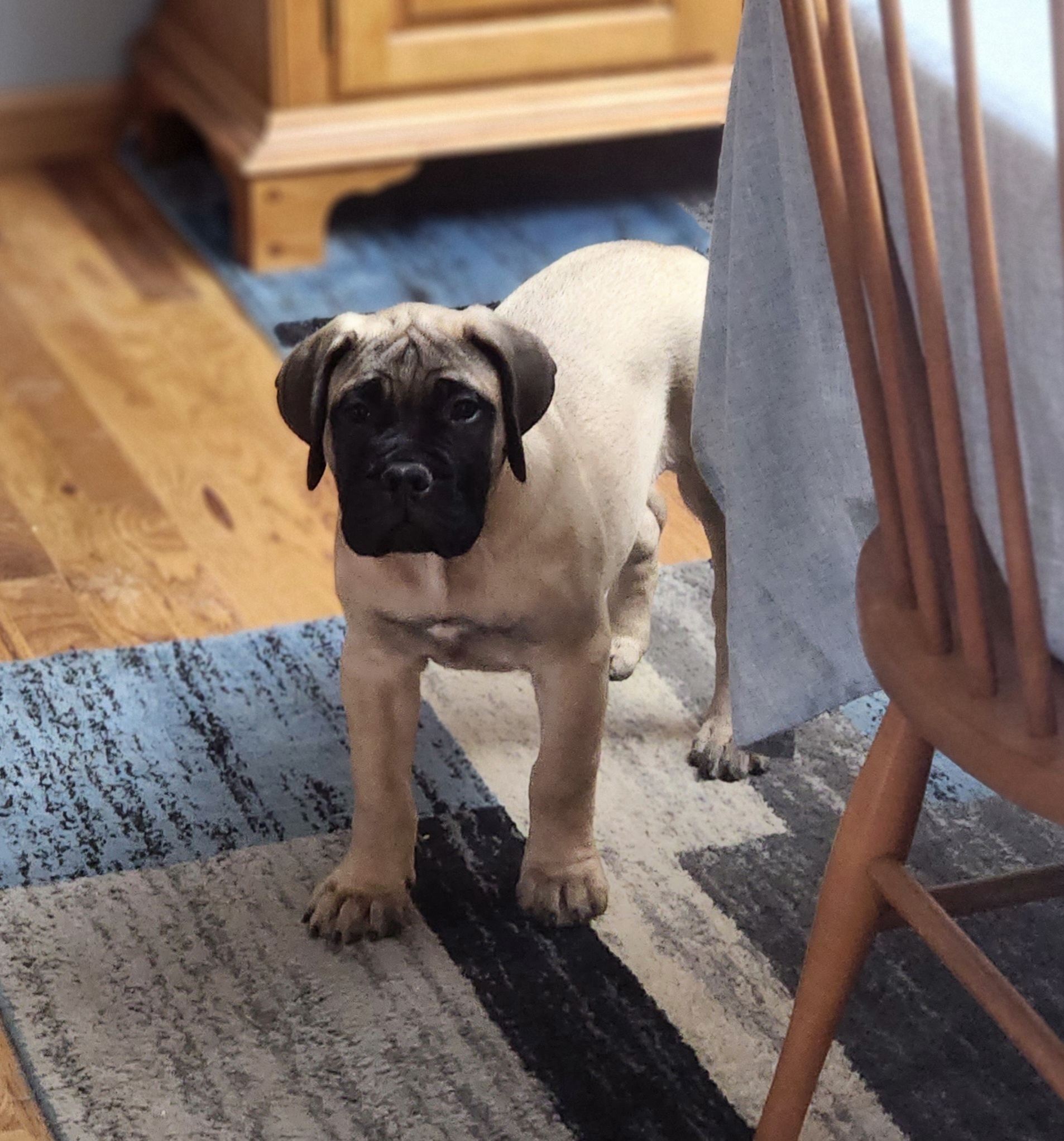 Girl 6 - Fawn Bullmastiff puppy in Windham, Ohio from Guardian's Gate