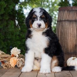 Jax - Tri-color male Bernedoodle puppy in New Haven, Indiana from Quaint Haven Bernedoodles