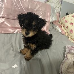 Bear - Poodle puppy in San Jacinto, California from Elite Poodle