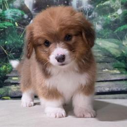 Rose (blue Sable) fluffy - Blue female Pembroke Welsh Corgi puppy in Washington from Castle View Royal Rumps