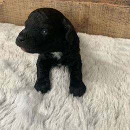 Nova - Black female Goldendoodle puppy in Haddam, Kansas from Golden B Acres