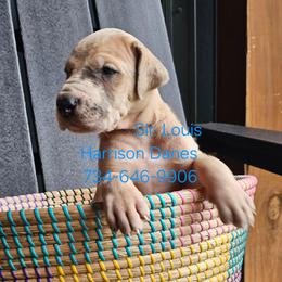 Louis - Merle male Great Dane puppy in Grass Lake, Michigan from Harrison Danes