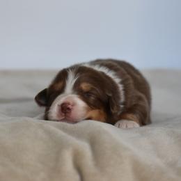 Solana - Red tri-color female Australian Shepherd puppy in Jameson, Missouri from Sky Creek