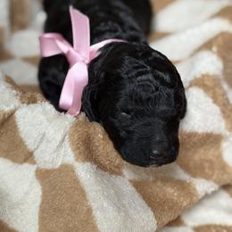 Goldendoodle Puppies from Mayberry Doodles and Poodles