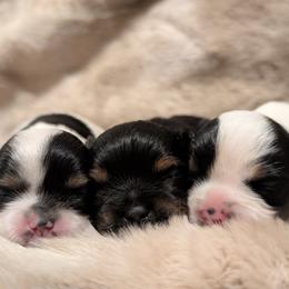 Yorkshire Terrier puppies from Cypress Creek Yorkies