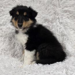 Blue Collar Tri-Color Female - Black white and tan female Collie puppy in Gleason, Tennessee from Liberty Collies