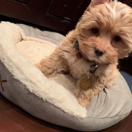 Lux - Yorkshire Terrier