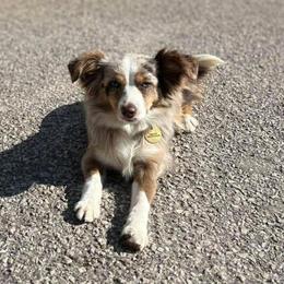 Sunday - Miniature American Shepherd
