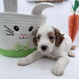 Green Titan - Cream male Goldendoodle puppy in Cincinnati, Ohio from KSchott Kennels