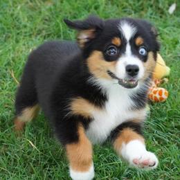Kisser BTF - Black tri female Miniature Australian Shepherd puppy in Lawton, Oklahoma from Lindsey’s Aussies