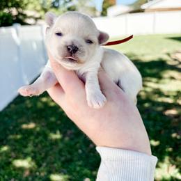 Dottie - White female Maltese puppy in Morehead, Kentucky from Paw Perfect Pets