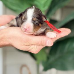 Red - Blue merle male Bernedoodle puppy in Charleston, South Carolina from Palm Belle Doodles