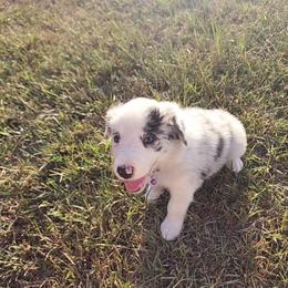 Lily - Blue merle female Border Collie puppy in Opelousas, Louisiana from Zahara Border Collies