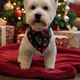 Elsa - West Highland White Terrier
