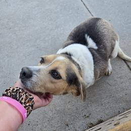 Delilah - Beagle