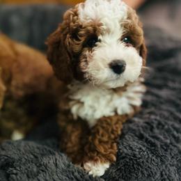 Copper - Red female Cavapoo puppy in Natural Bridge, Virginia from Rockbridge Puppies
