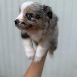 Savannah - Blue merle female Miniature Australian Shepherd puppy in Clarkesville, Georgia from North Georgia Gems