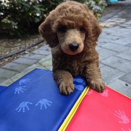 Emma - Red  female Poodle puppy in Fort Salonga, New York from Blues Performance Poodles