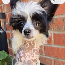 Hudson Long Star Angel - White and black male Chinese Crested puppy in Amarillo, Texas from Victoria's Chinese Cresteds Long Star Angels