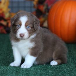 Cinnamon - Red tri-color male Australian Shepherd puppy in Circleville, Utah from Canyon Creek Aussies