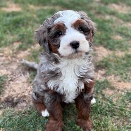 Shenanigan's - Blue merle female Bernedoodle puppy in Hillsboro, Oregon from Myt fine doodles