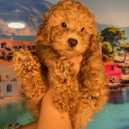 Goldendoodle and Poodle Puppies from Katy's Toy Poodles & Doodles