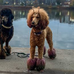 Poodles from Taylor's Poodles