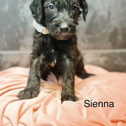 Sienna - Chocolate female Goldendoodle puppy in Pasco, Washington from Camp Doodle Woods