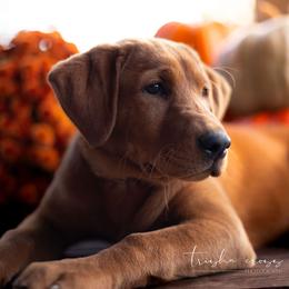Labrador Retriever Puppies from UC Labradors