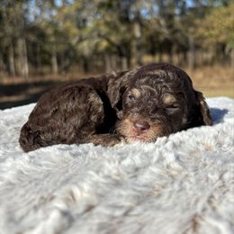 Rocky - male Australian Mountain Doodle puppy in Bristow, Oklahoma from 10-Acre Woods Cockapoos