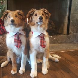 Shetland Sheepdog Puppies from Agee's World of Shelties