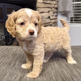 Goldie - Golden female Cockapoo puppy in Liberty, Kentucky from Kentucky Cockapoos