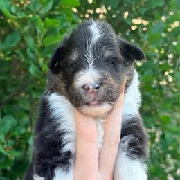 Scout - Black white and tan male Shetland Sheepdog puppy in Windsor, Colorado from Shirehill Shelties