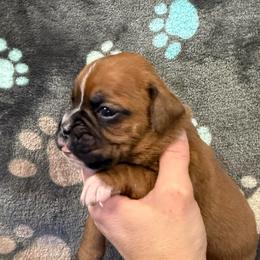 Girl 3 - Fawn female Boxer puppy in Newfoundland, Pennsylvania from Poconopaws